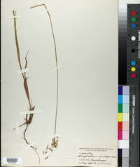 Sorghastrum nudipes image