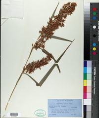 Image of Hyparrhenia cymbaria