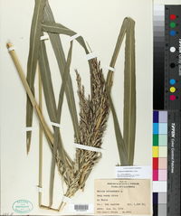 Sorghum halepense image