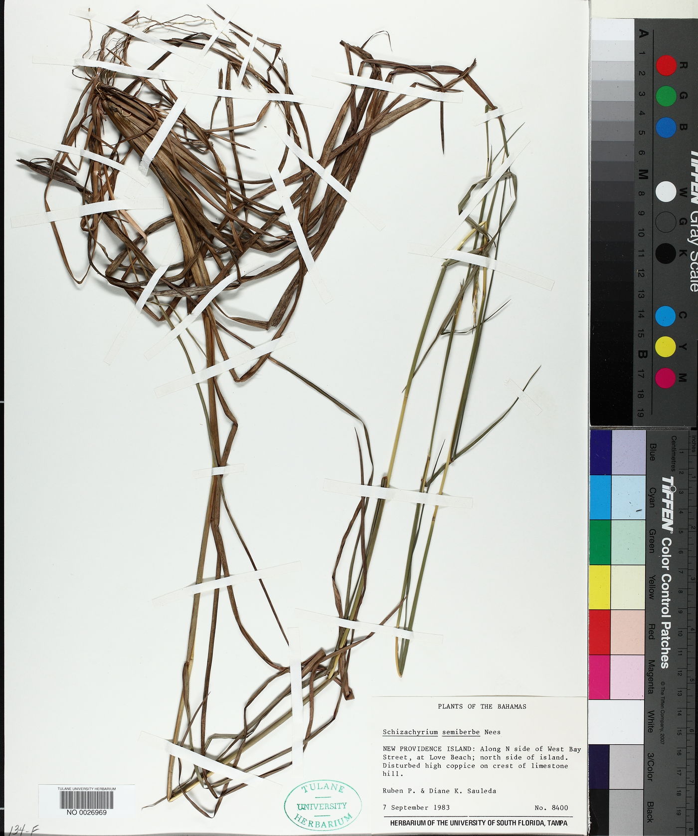 Schizachyrium semiberbe image