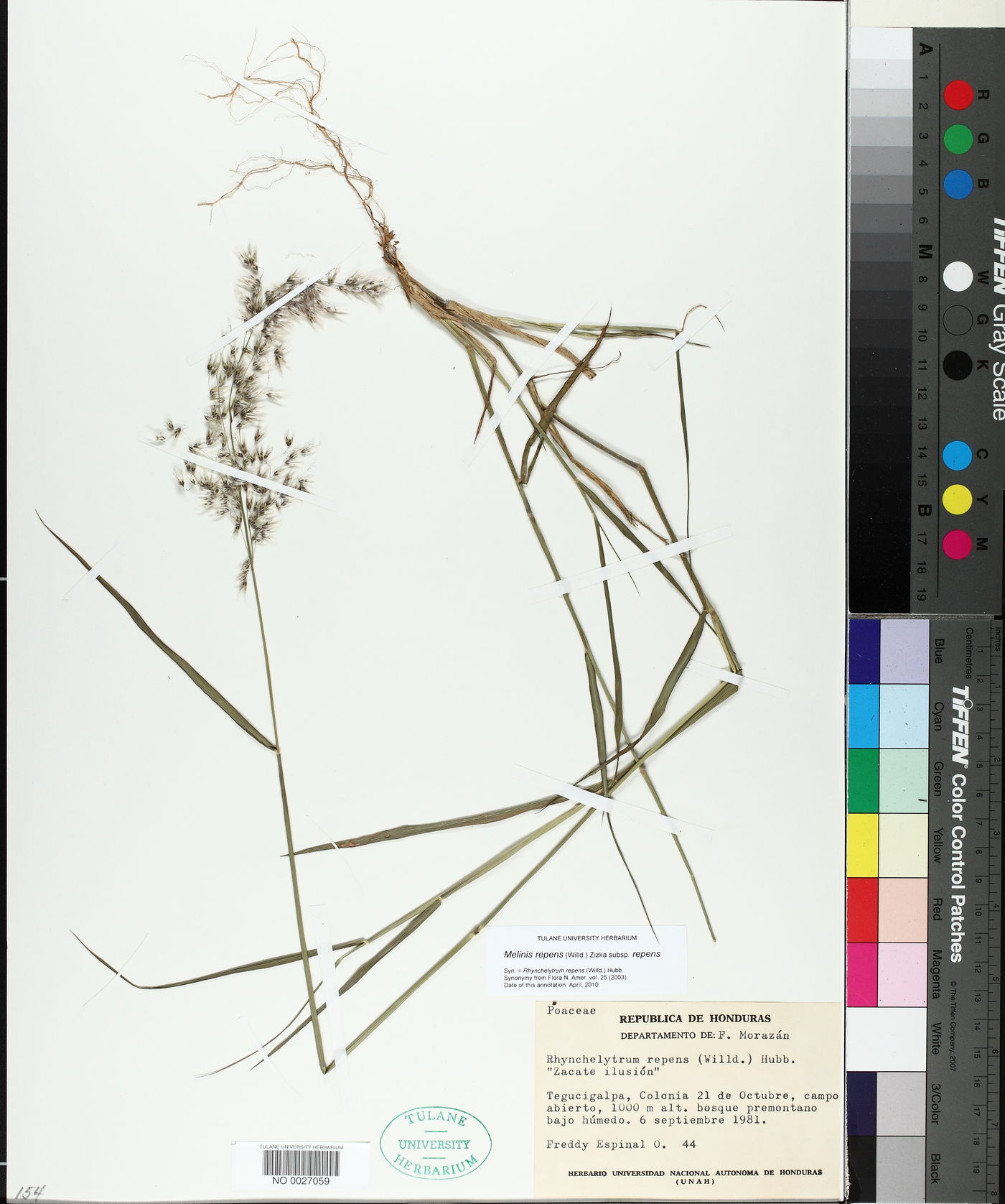 Melinis repens subsp. repens image