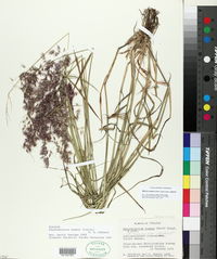 Melinis repens subsp. repens image