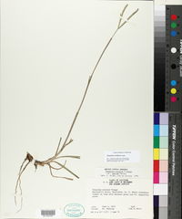 Paspalum notatum image