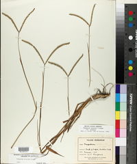Paspalum notatum image