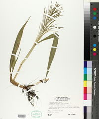 Paspalum repens image