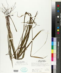 Paspalum setaceum var. ciliatifolium image