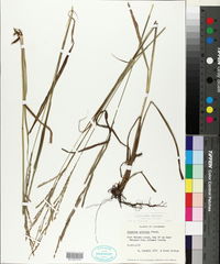 Paspalum urvillei image