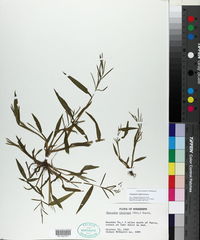 Paspalum repens image