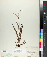 Paspalum setaceum var. supinum image