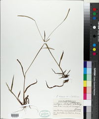 Paspalum setaceum var. ciliatifolium image