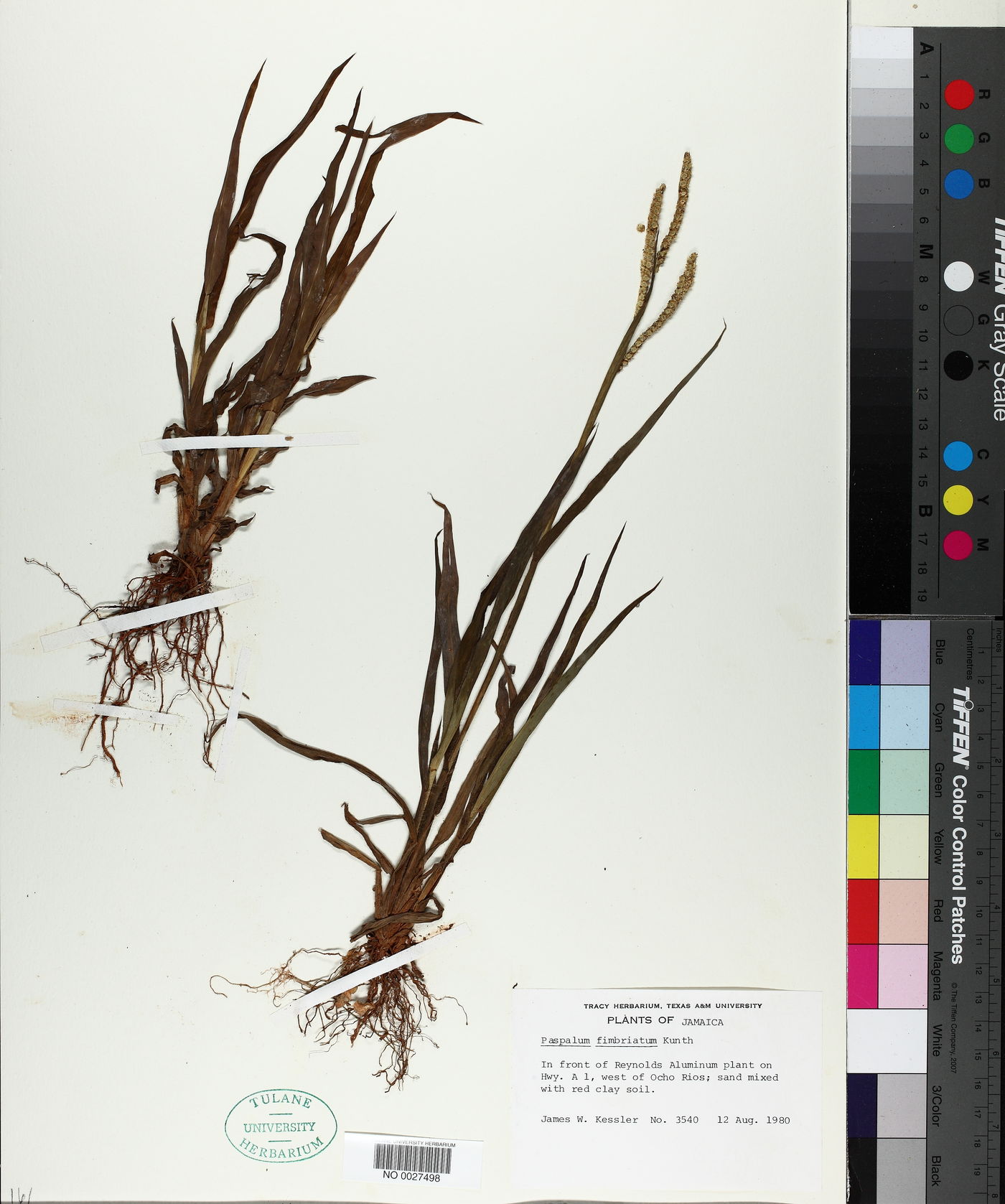 Paspalum fimbriatum image