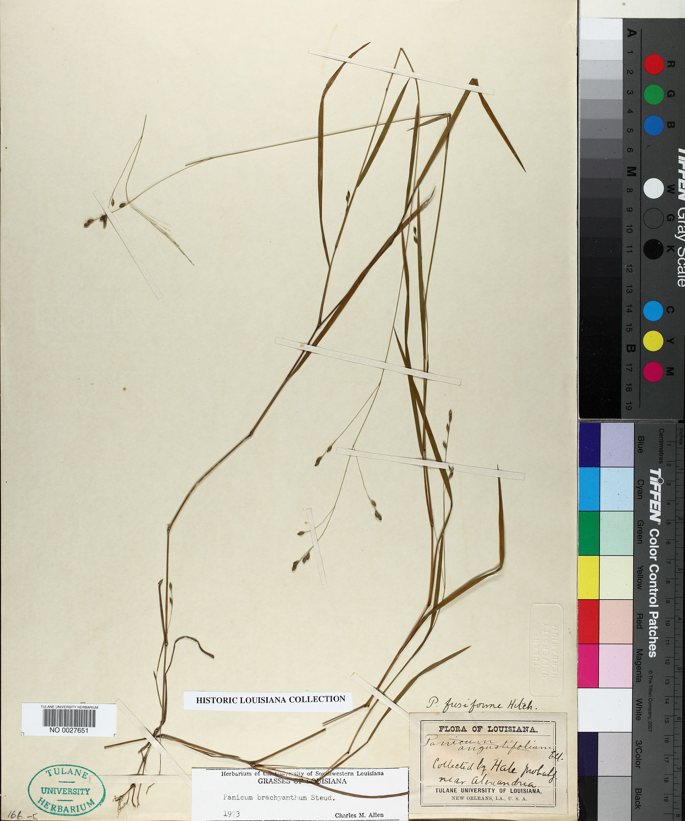 Kellochloa brachyantha image