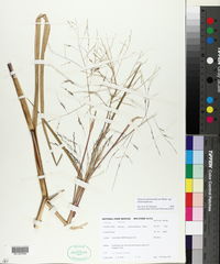Panicum dichotomiflorum subsp. dichotomiflorum image