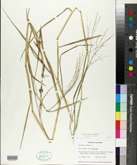 Panicum repens image