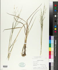 Panicum repens image