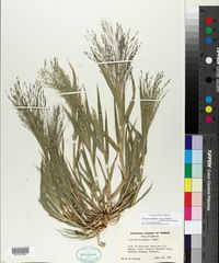 Panicum capillare subsp. hillmanii image