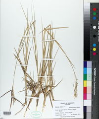 Panicum repens image