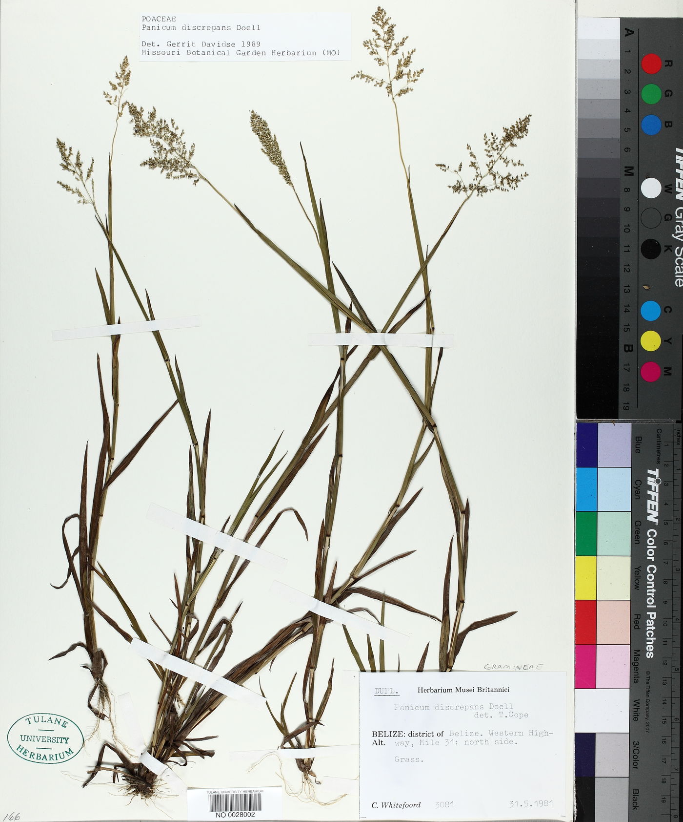 Panicum discrepans image