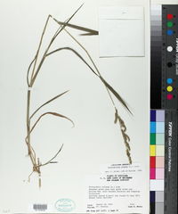 Echinochloa colona image