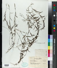 Panicum parvifolium image