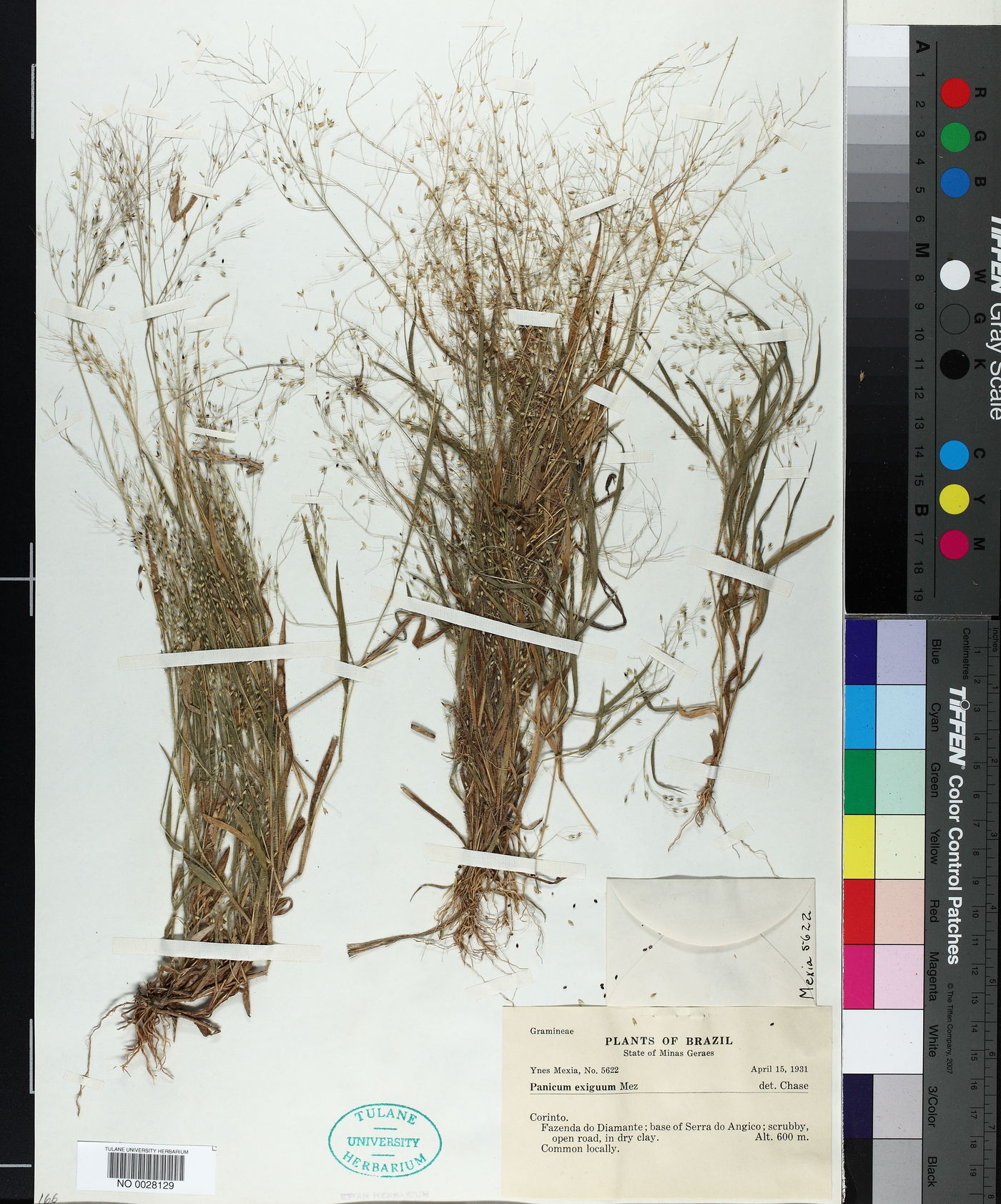 Panicum exiguum image