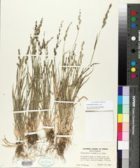 Echinochloa colona image