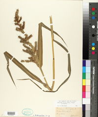 Echinochloa muricata var. muricata image