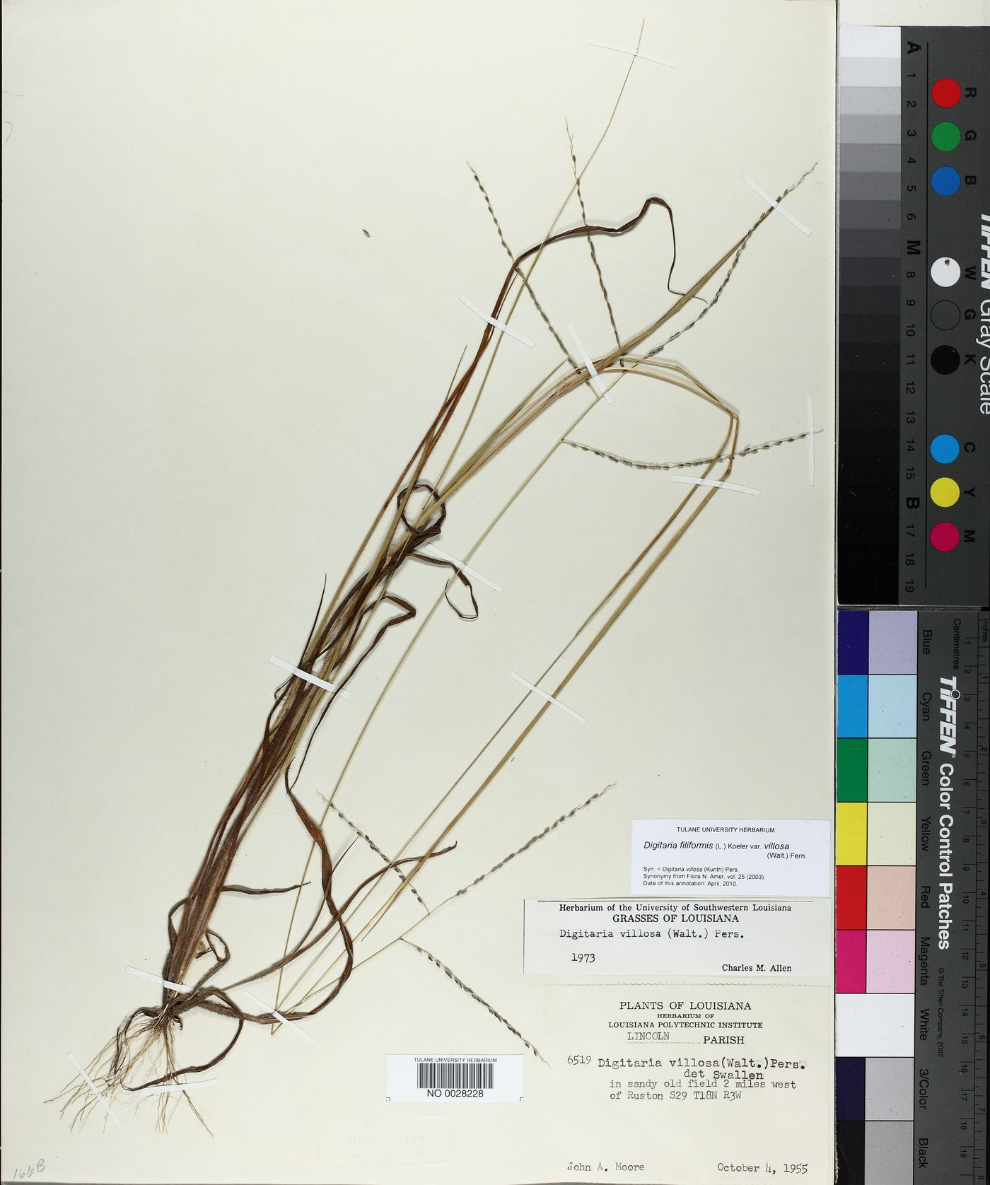 Digitaria filiformis var. villosa image