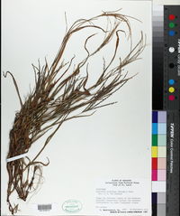 Digitaria ischaemum image