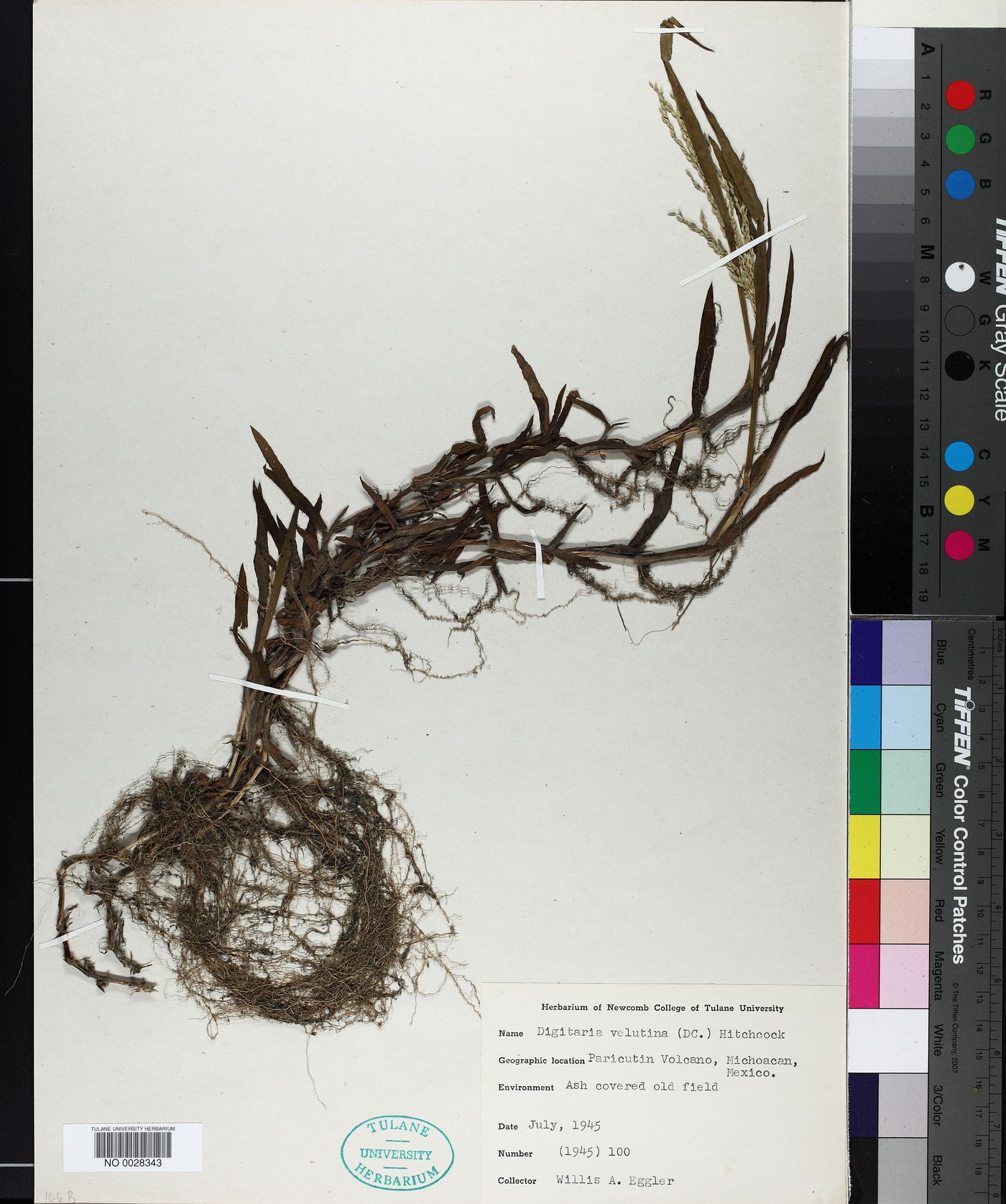 Digitaria velutina image