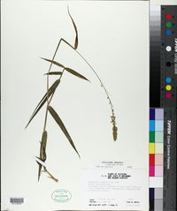 Sacciolepis striata image
