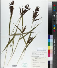 Urochloa fusca image