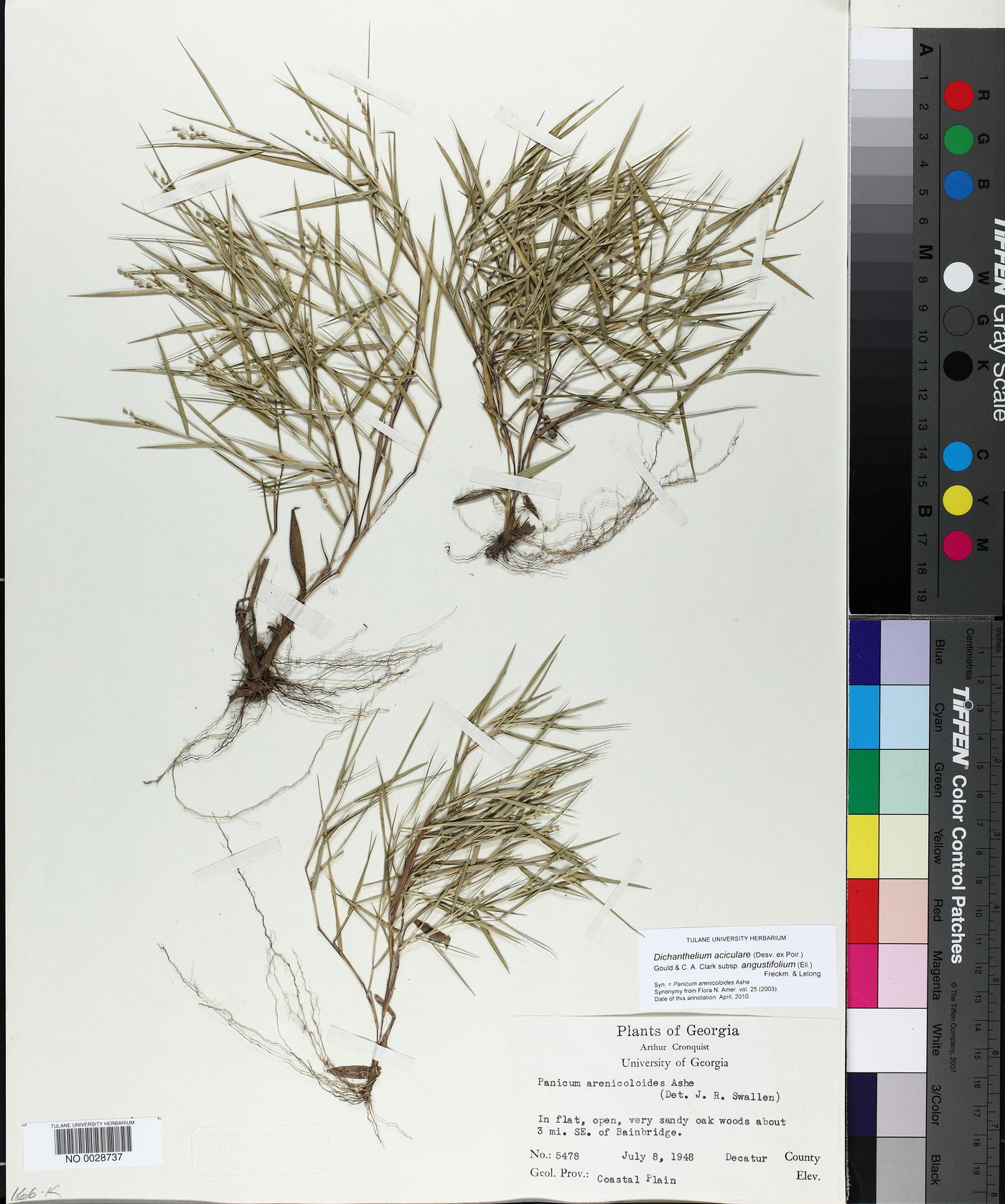 Dichanthelium aciculare subsp. angustifolium image