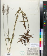 Dichanthelium acuminatum subsp. longiligulatum image