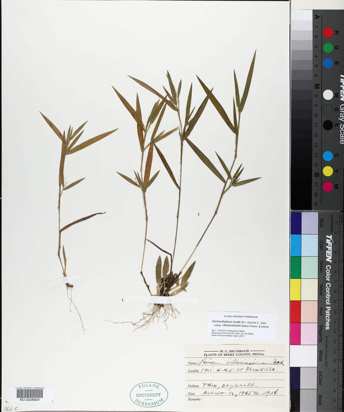 Dichanthelium ovale subsp. villosissimum image