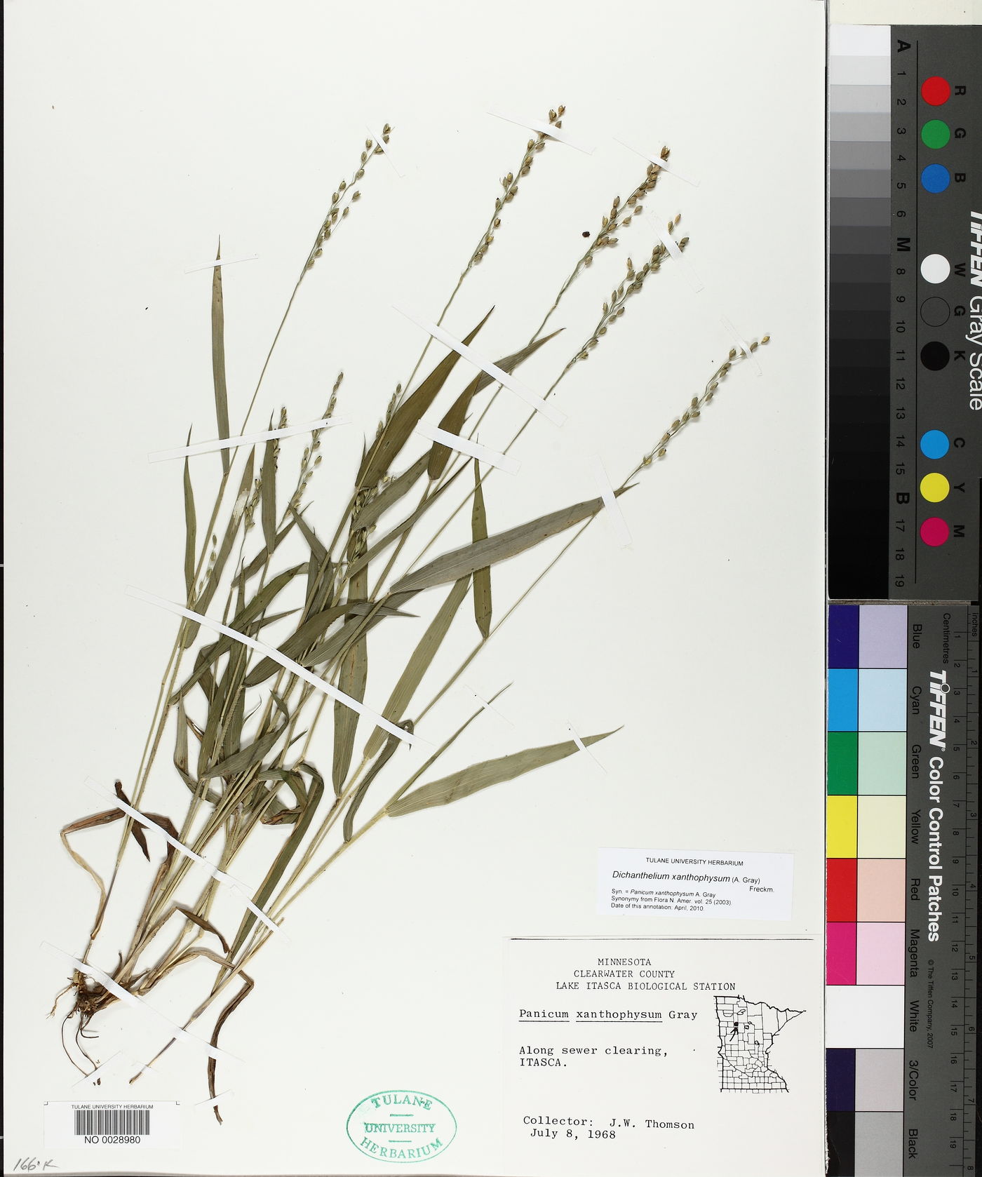Dichanthelium xanthophysum image