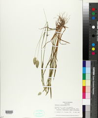 Phalaris caroliniana image