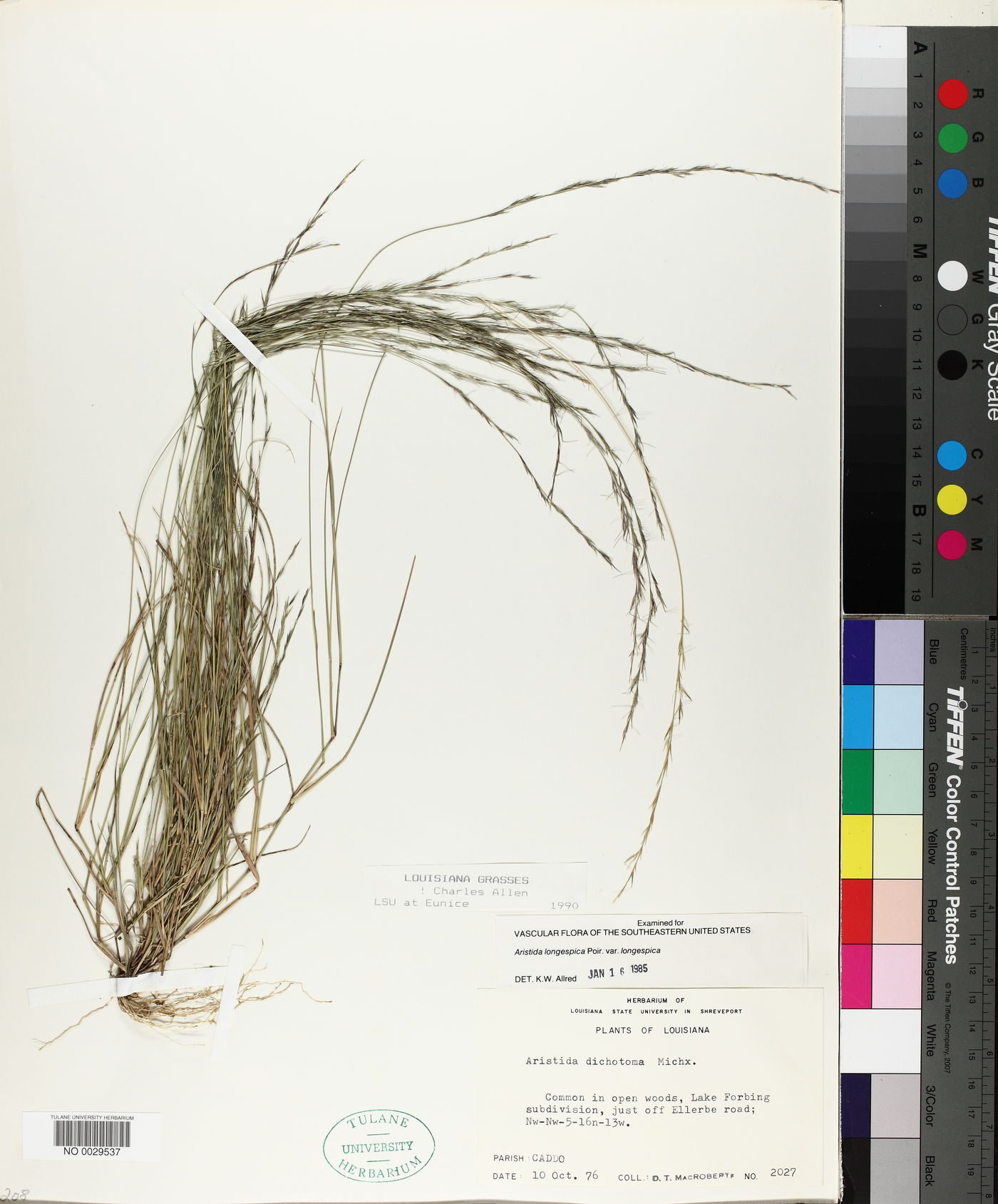 Aristida longespica var. longespica image