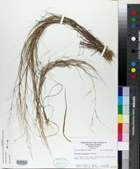 Aristida oligantha image