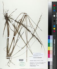 Aristida purpurascens var. purpurascens image