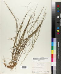 Aristida purpurascens image