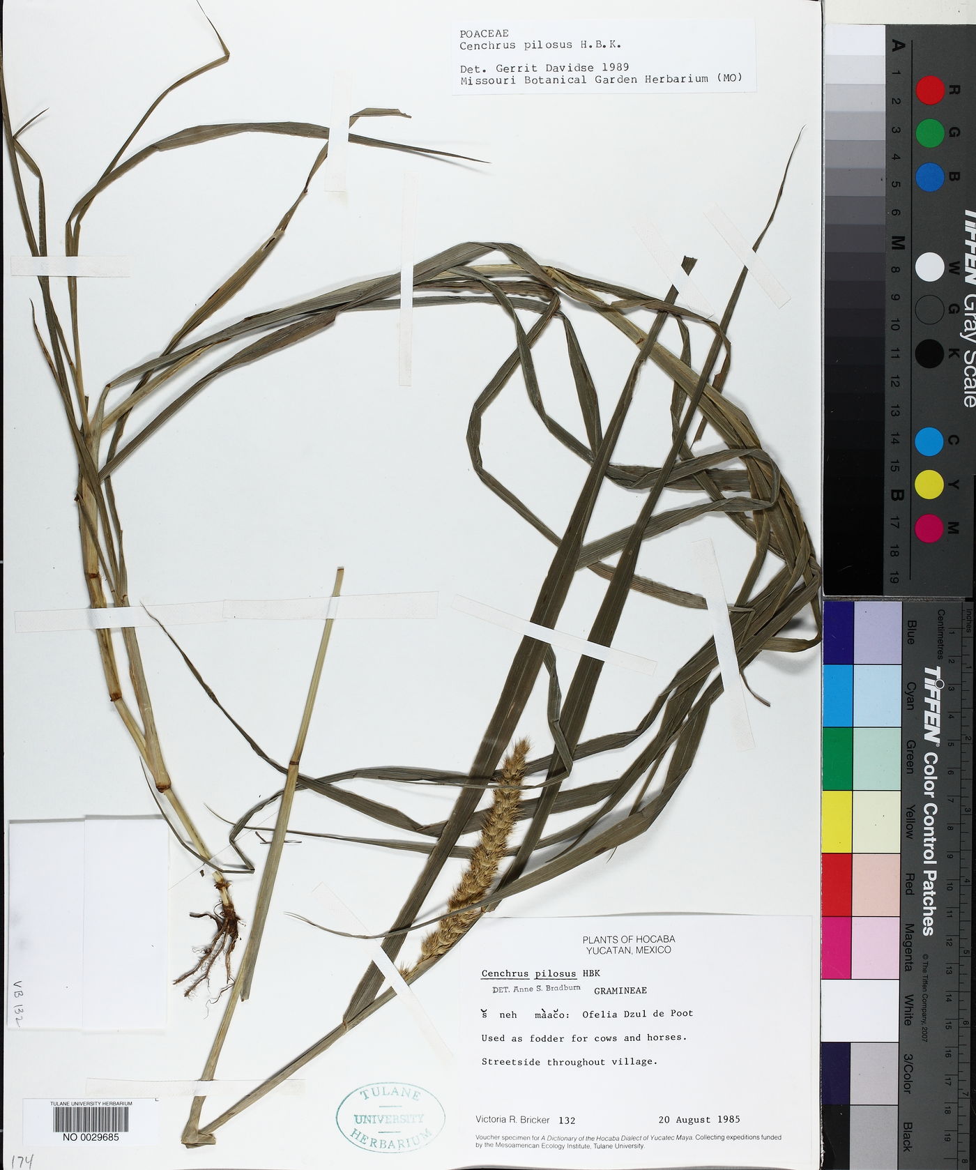 Cenchrus pilosus image