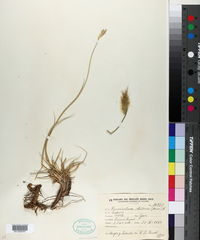 Pennisetum chilense image