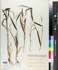 Pennisetum montanum image