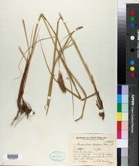 Image of Pennisetum chilense