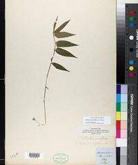 Image of Lithachne pauciflora