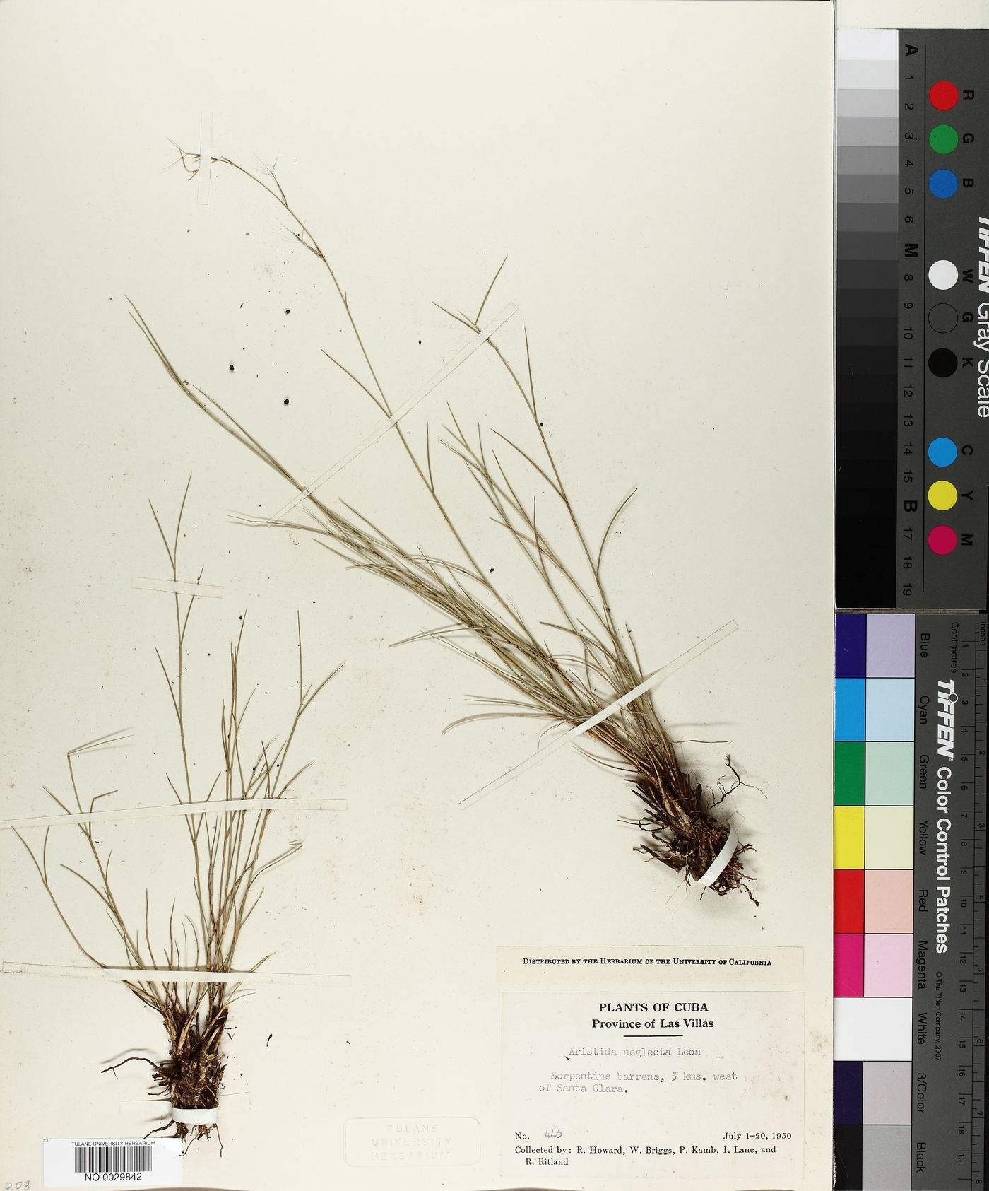 Aristida neglecta image