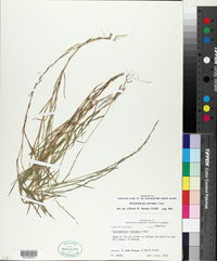 Muhlenbergia schreberi image