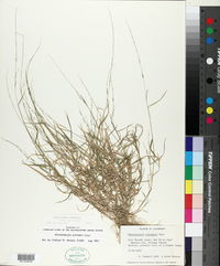 Muhlenbergia schreberi image