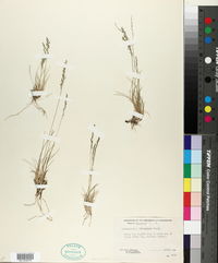 Muhlenbergia filiculmis image